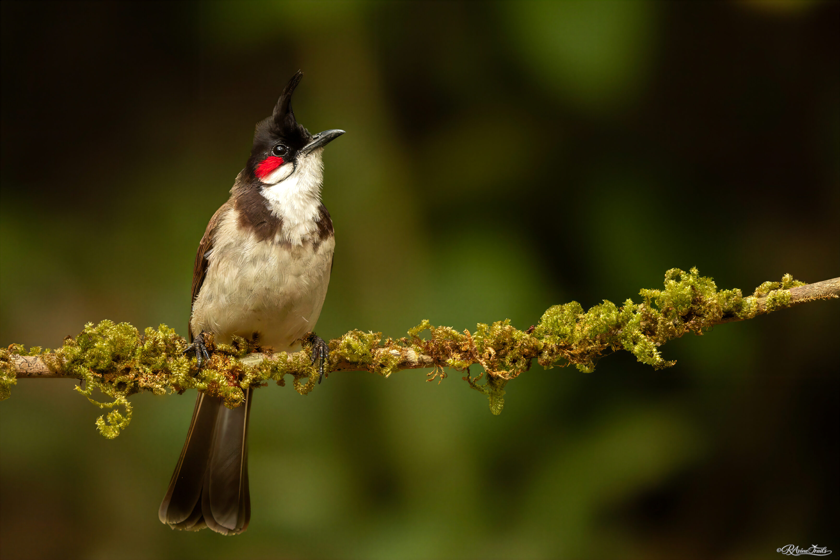 Red Whiskered Bulbul – Whiskers you never forget